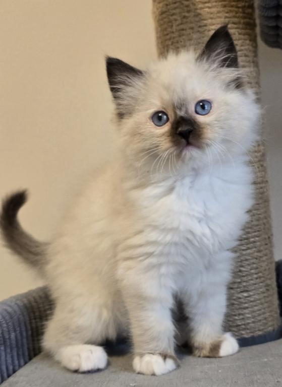 Luxury Ragdolls TICA Registered photo 4