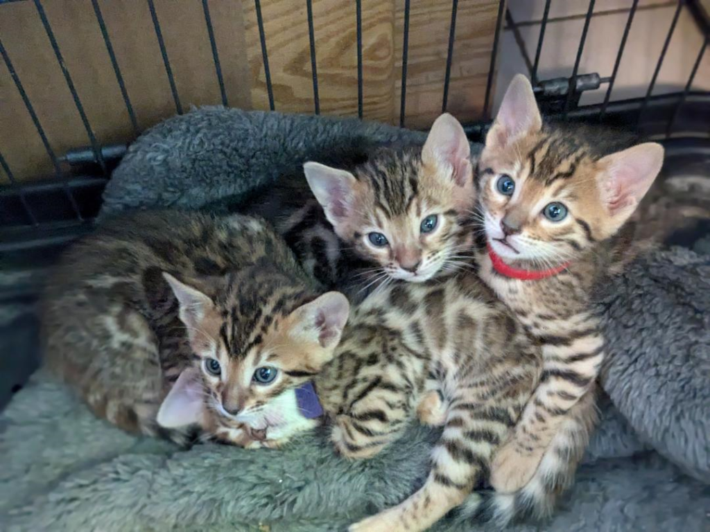 Betty And Remington Babies