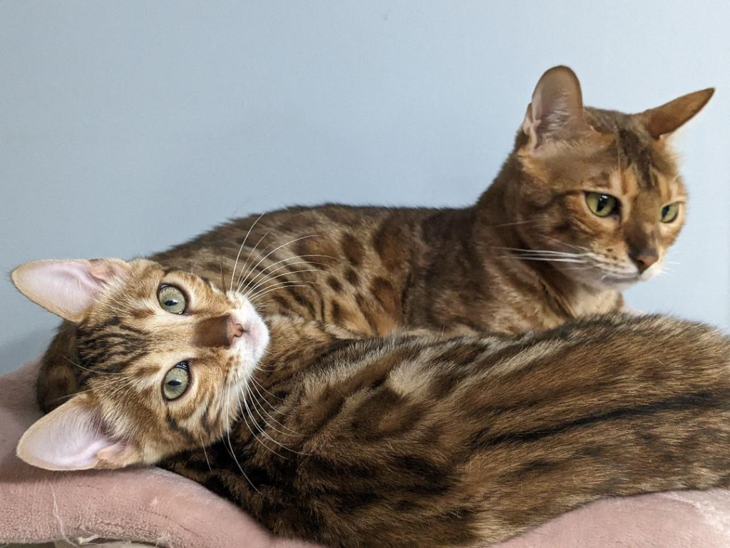 Betty And Remington Babies photo 2