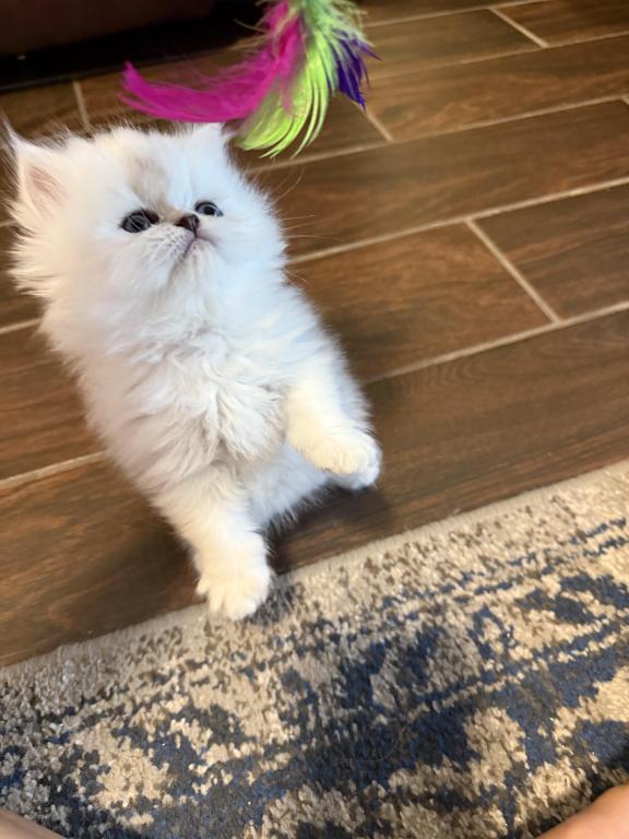 Upcoming Litter CFA Registered Shaded Silver photo 3
