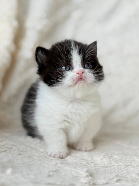 Munchkin Morgan photo 3