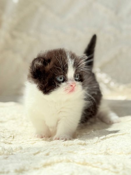 Munchkin Morgan photo 1