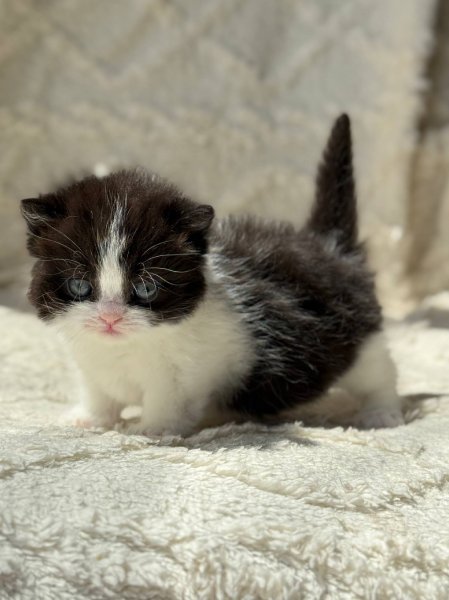 Munchkin Morgan photo 2