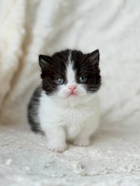 Munchkin Morgan photo 4