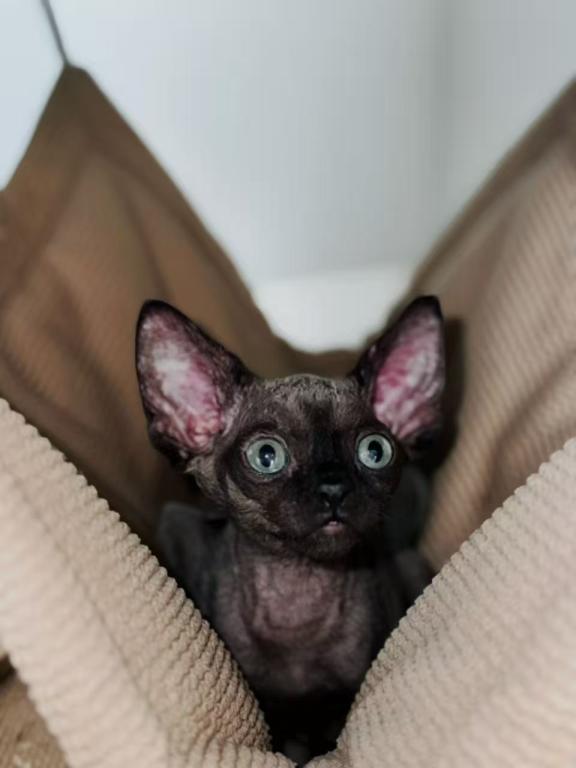 BAT photo 1