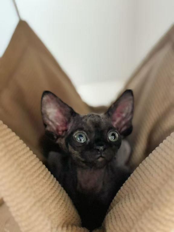 BAT photo 4