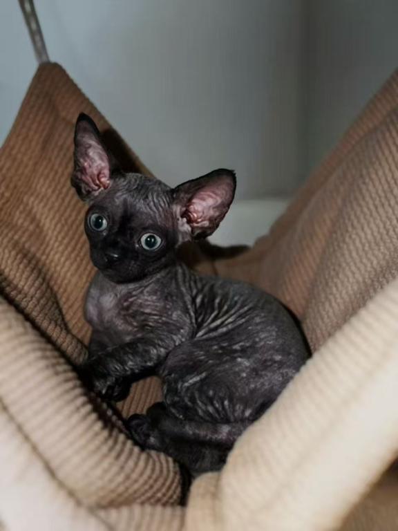 BAT photo 3