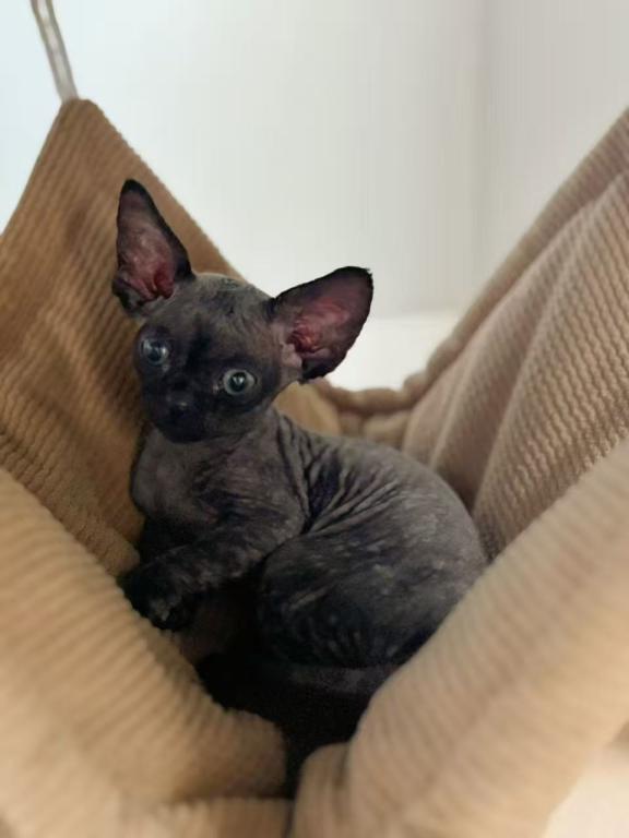BAT photo 2