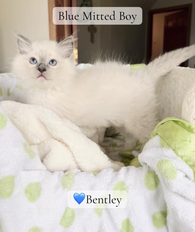 TICA Blue Mitted Bentley photo 4