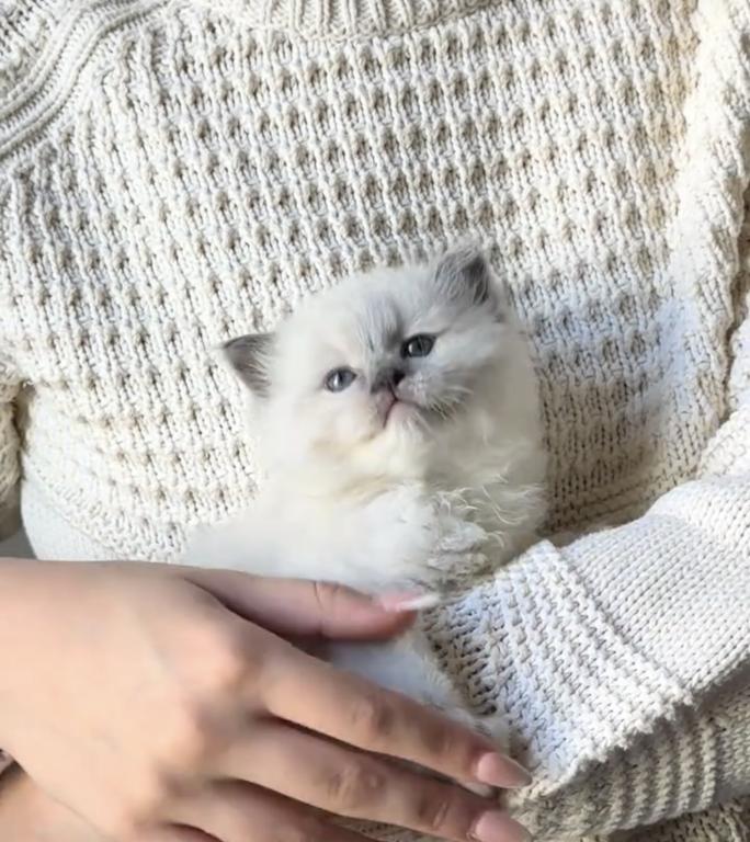 TICA Blue Mitted Bentley photo 5