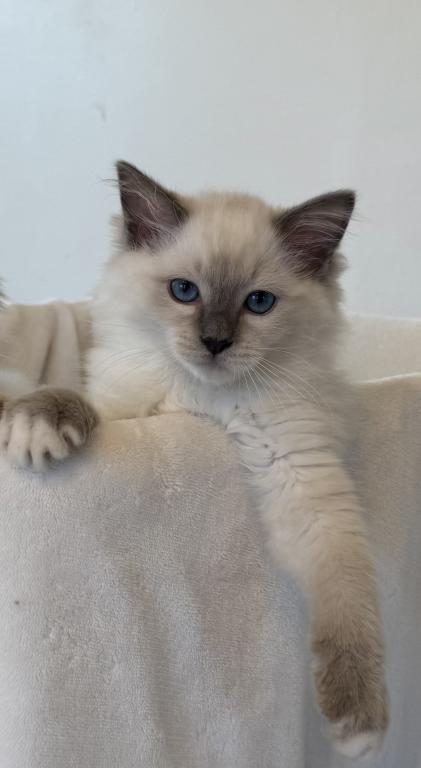 TICA Blue Mitted Bentley photo 1