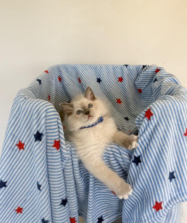 TICA Blue Mitted Bentley photo 2