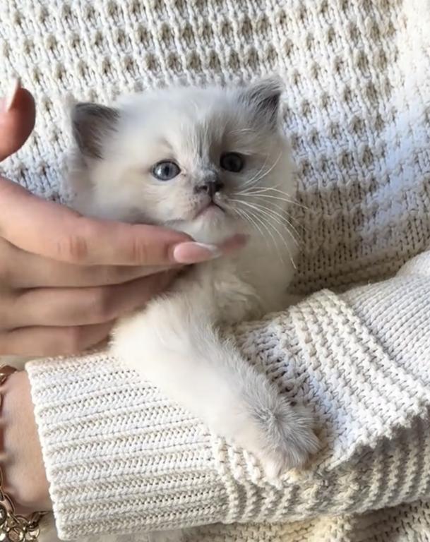 TICA Blue Mitted Bentley photo 6