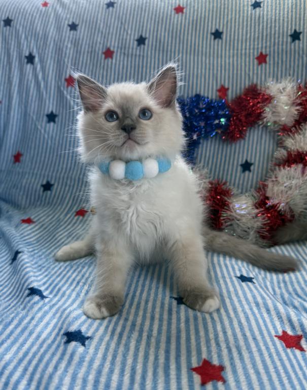 TICA Blue Mitted Bentley photo 3