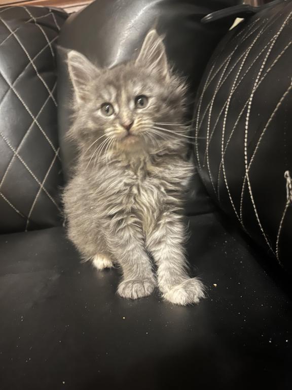 Beautiful Loving Maine Coons photo 1