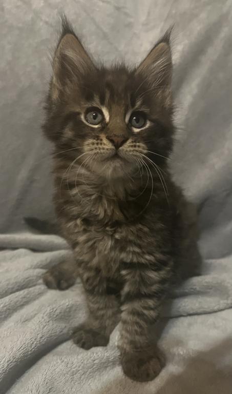 Beautiful Loving Maine Coons photo 2