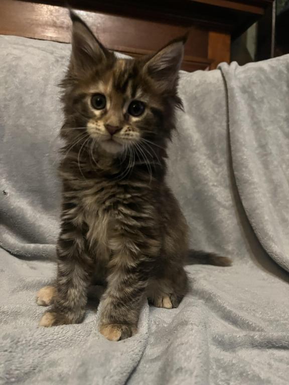 Beautiful Loving Maine Coons photo 6