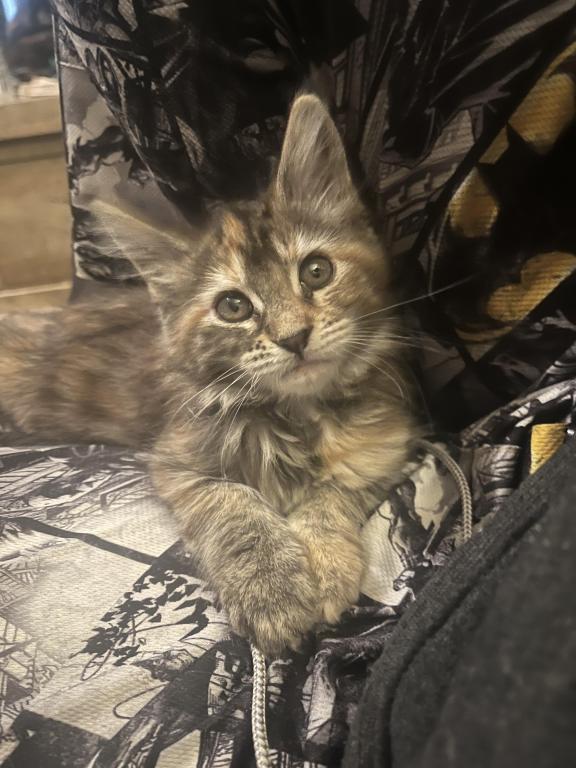 Beautiful Loving Maine Coons photo 7