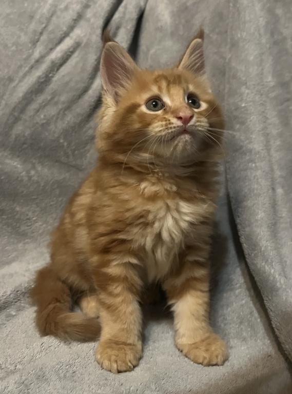 Beautiful Loving Maine Coons photo 3