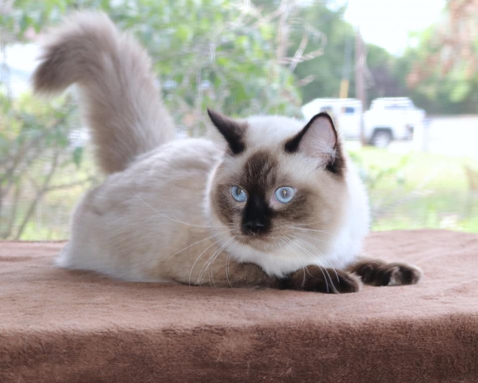 Ragdoll Kitten Cocoa Female Colorpoint Seal Mitted photo 3