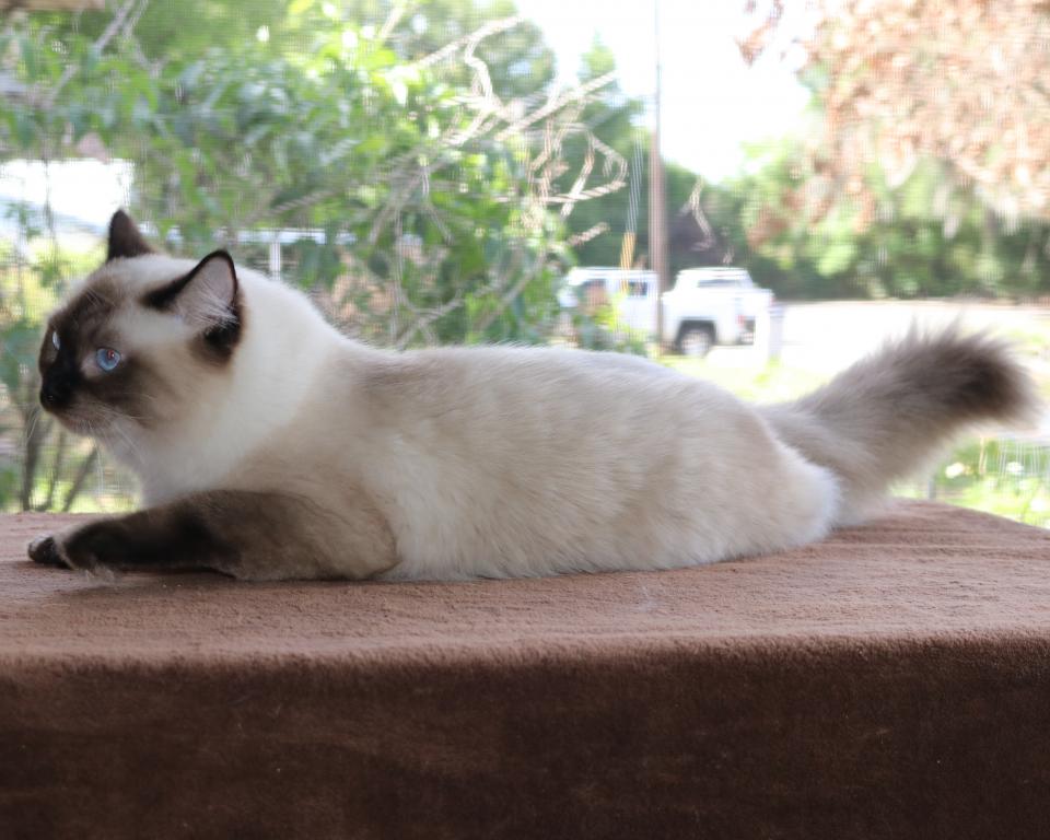 Ragdoll Kitten Cocoa Female Colorpoint Seal Mitted photo 2