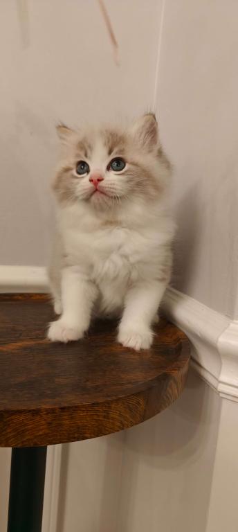 Ragdoll Bicolor Boy photo 6