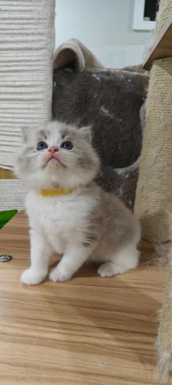 Ragdoll Bicolor Boy photo 1