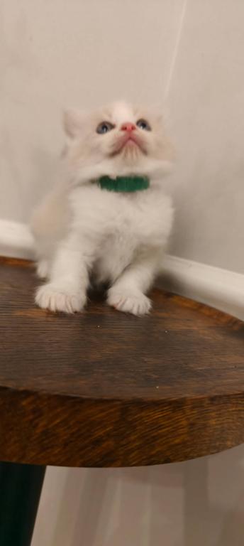 Ragdoll Bicolor Boy photo 3