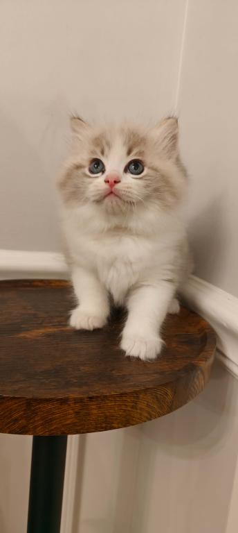 Ragdoll Bicolor Boy photo 4
