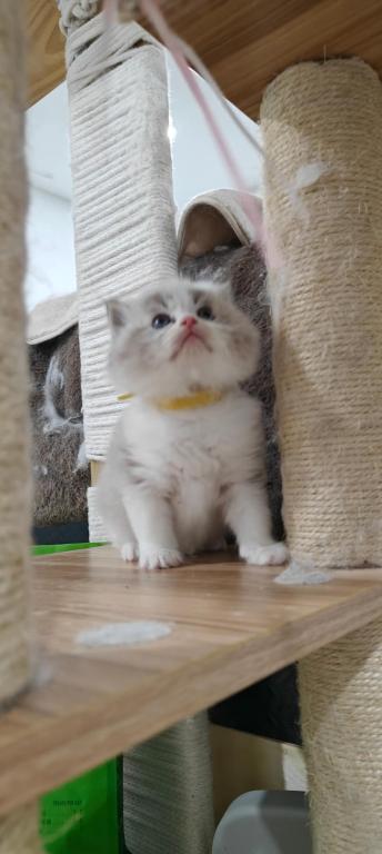 Ragdoll Bicolor Boy photo 2