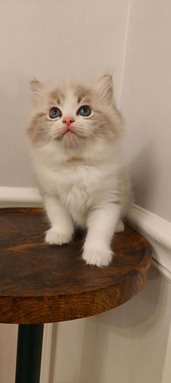 Ragdoll Bicolor Boy photo 5