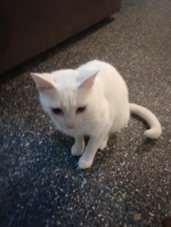 Free Spayed Blue Eyes Sabrina photo 1