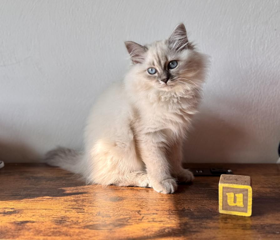 Misty Blue Tabby Point photo 1
