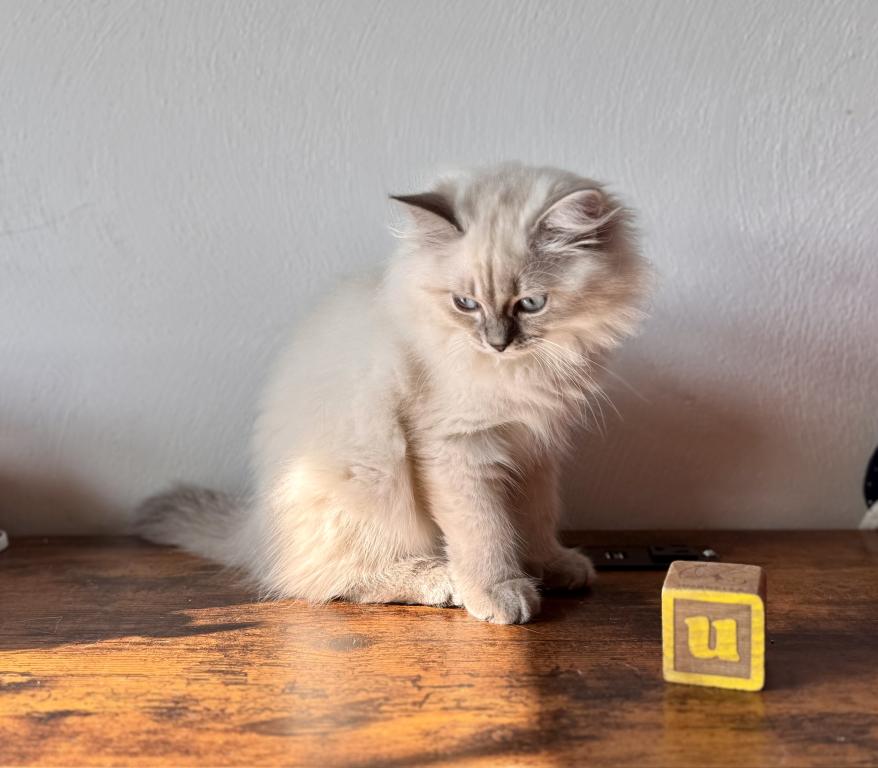 Misty Blue Tabby Point photo 2