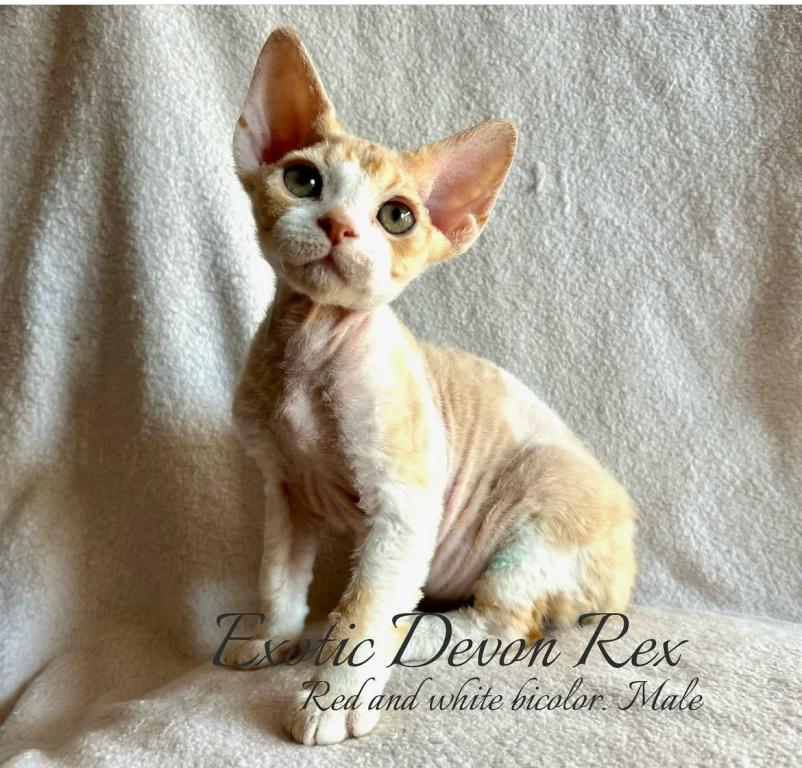 Devon Rex photo 1
