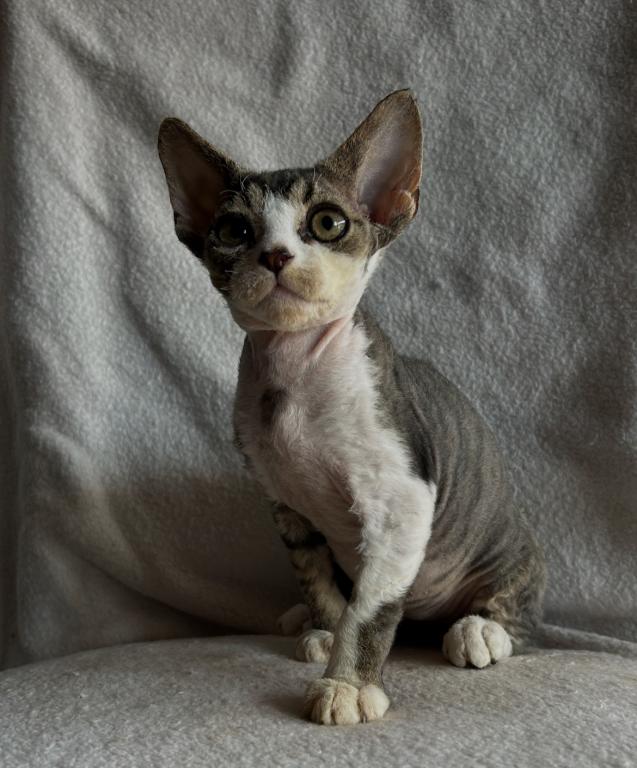 Devon Rex photo 2