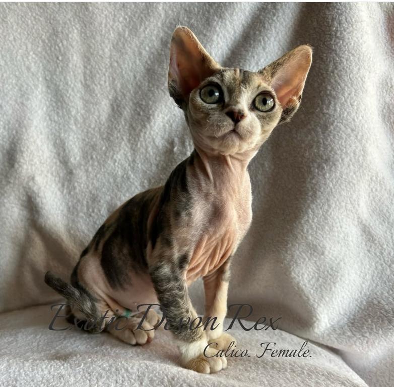 Devon Rex photo 3