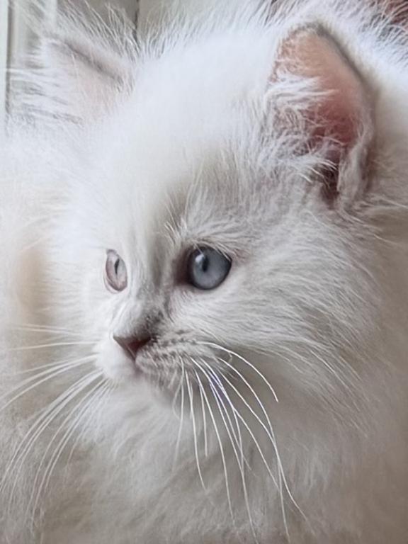 TICA Lilac Mitted Ragdoll With Blaze photo 29
