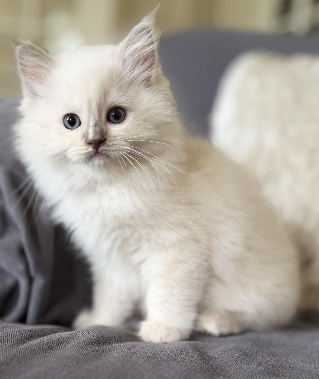 TICA Lilac Mitted Ragdoll With Blaze photo 11