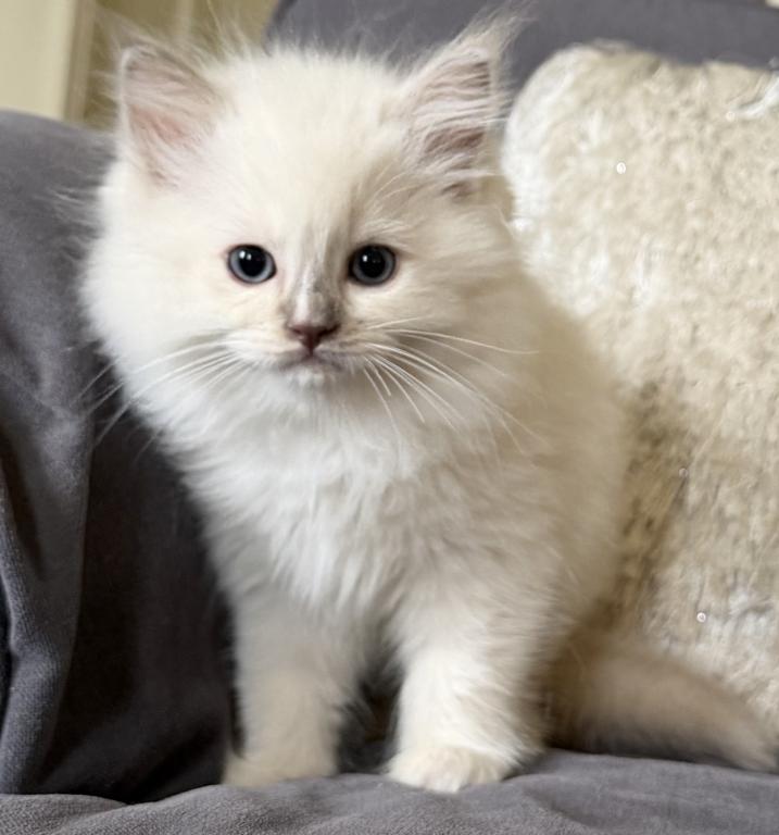 TICA Lilac Mitted Ragdoll With Blaze photo 5