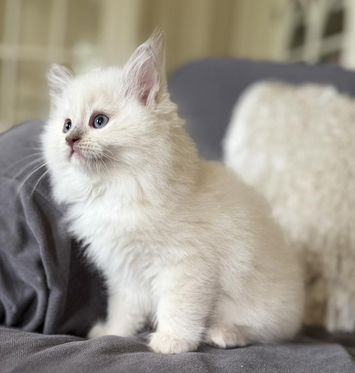 TICA Lilac Mitted Ragdoll With Blaze photo 12