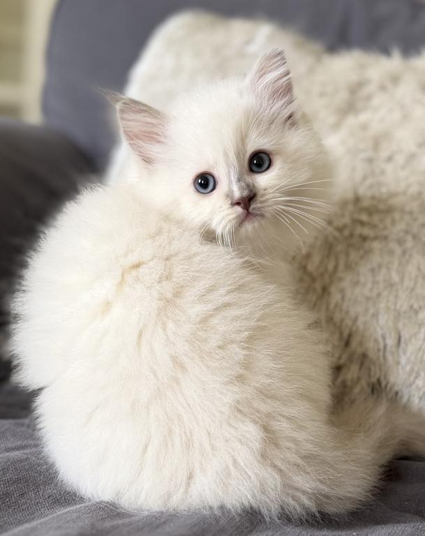 TICA Lilac Mitted Ragdoll With Blaze photo 17