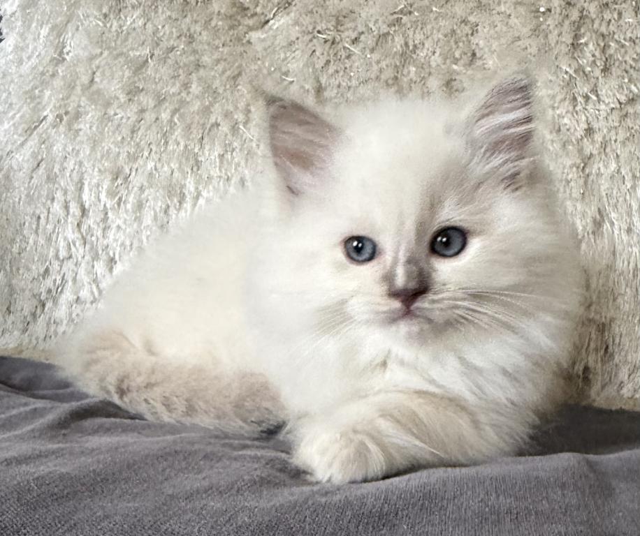 TICA Lilac Mitted Ragdoll With Blaze photo 2