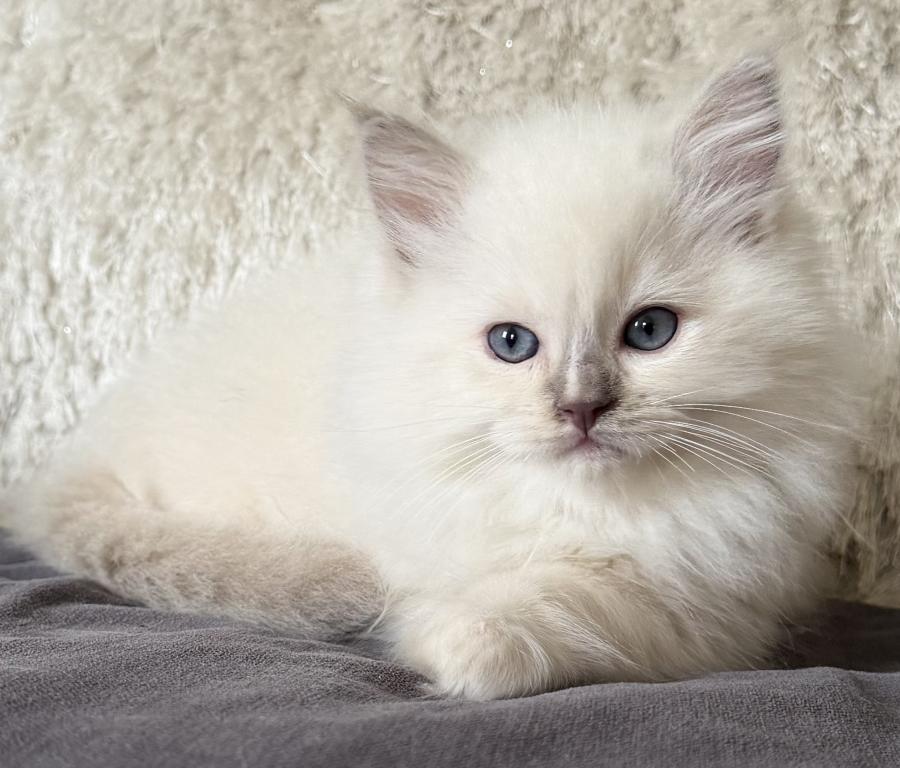 TICA Lilac Mitted Ragdoll With Blaze photo 21