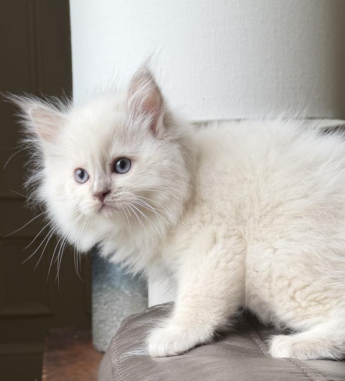TICA Lilac Mitted Ragdoll With Blaze photo 23