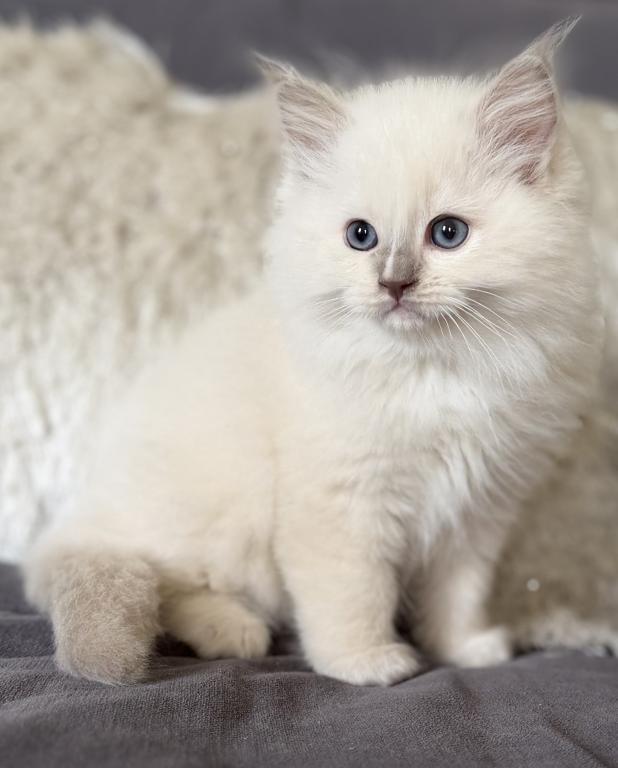 TICA Lilac Mitted Ragdoll With Blaze photo 15