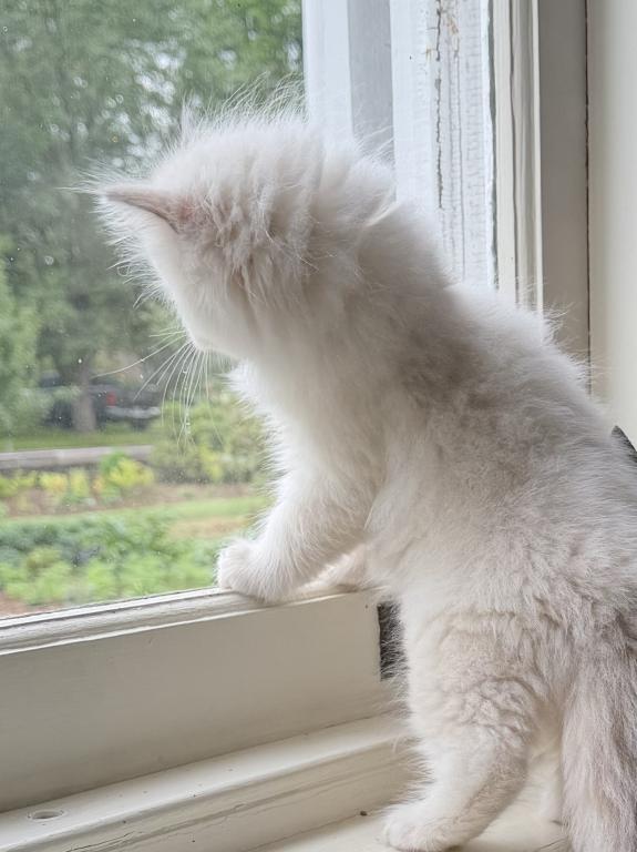 TICA Lilac Mitted Ragdoll With Blaze photo 27
