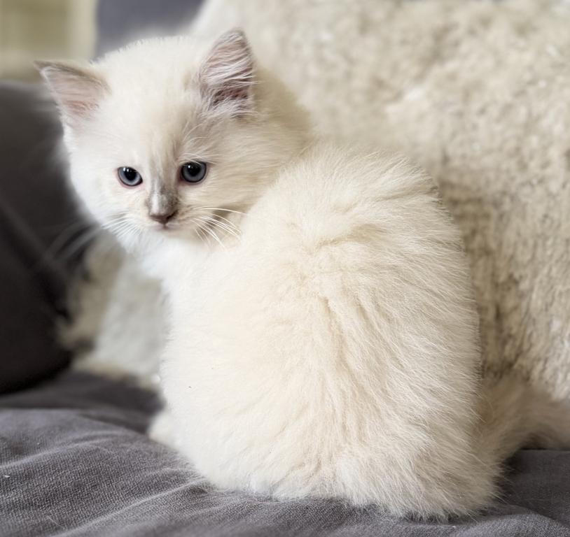 TICA Lilac Mitted Ragdoll With Blaze photo 16