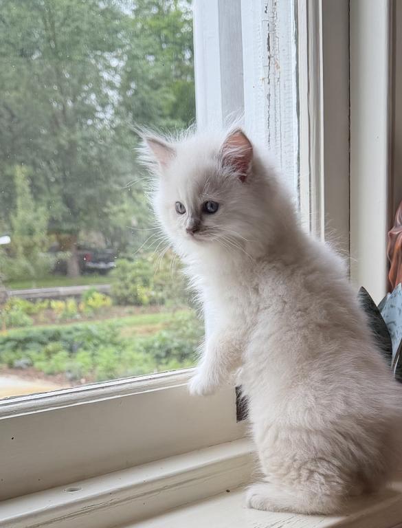 TICA Lilac Mitted Ragdoll With Blaze photo 28