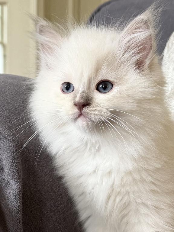 TICA Lilac Mitted Ragdoll With Blaze photo 7
